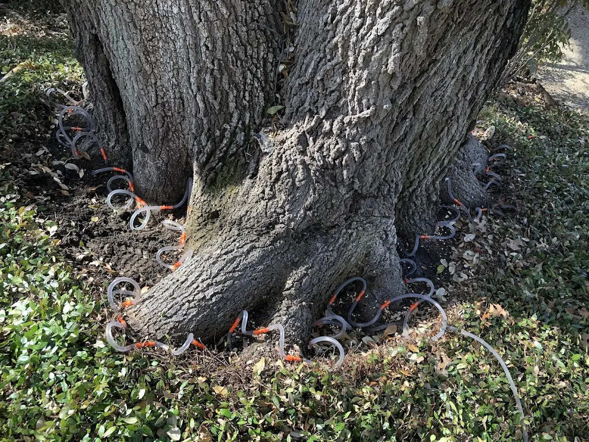 Detailed Tree Cabling and Bracing job site in Milwaukee
