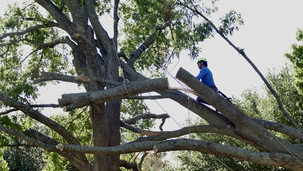 Professional Crown Thinning performed by certified arborists in Milwaukee